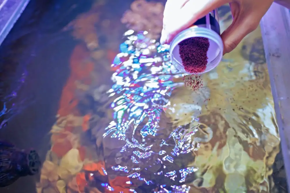 Post-Cycle Aquarium: Fish keeper busy pouring fish pellets into an aquarium 