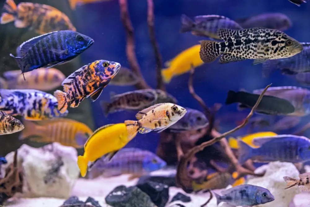 Post-Cycle Aquarium: An aquarium filled with colorful African cichlids 
