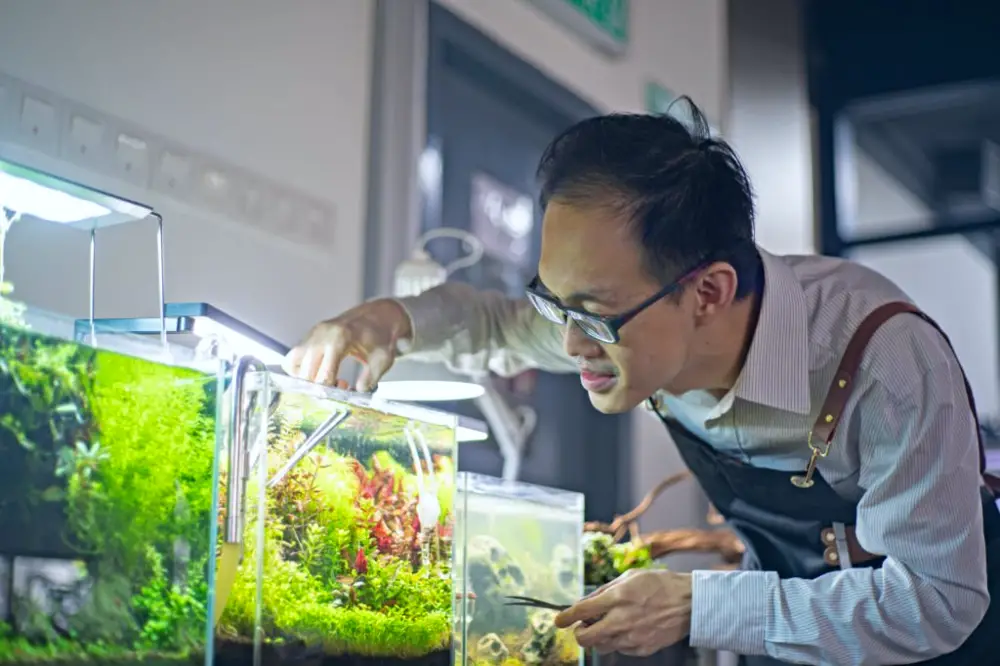 Post-Cycle Aquarium: Man busy monitoring his fish tank