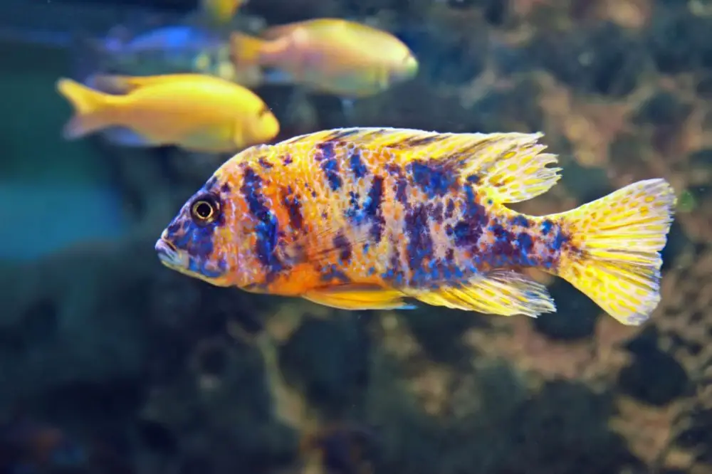 Discovering the Beauty of African Cichlid Species: A Guide to the Most Popular Types