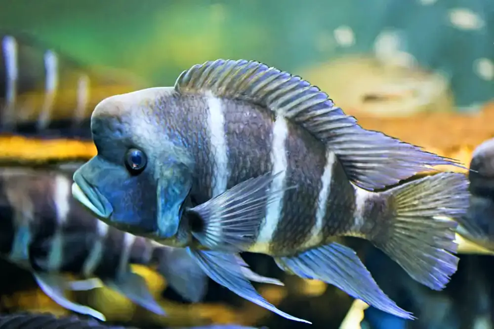Lake Tanganyika Cichlids: Frontosa fish from the cichlid family found in Lake Tanganyika, East Africa