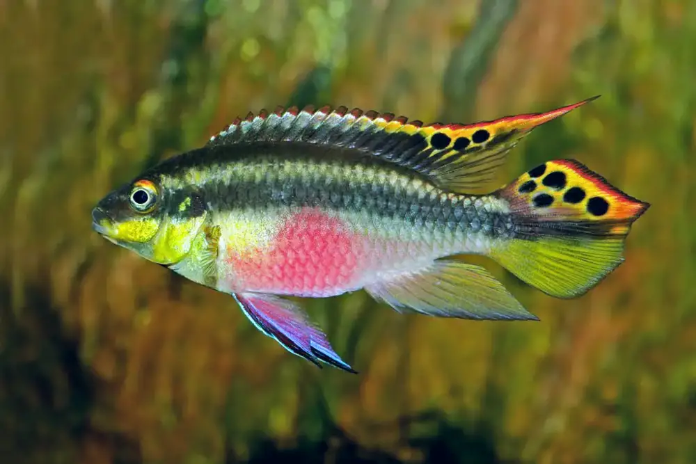 Other African Cichlid Species: Colorful Kribensis or Purple Cichlid from Nigeria