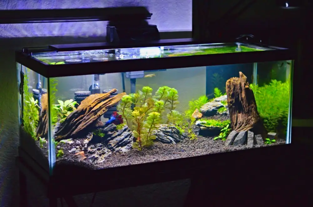 Post-Cycle Aquarium: Small thriving tank