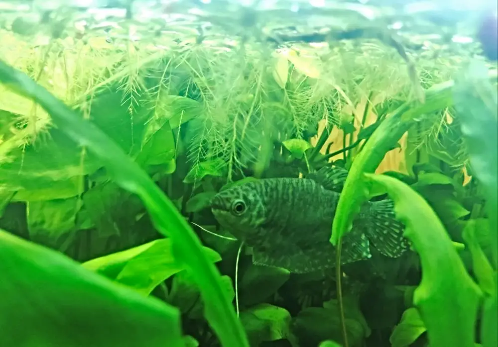 Preventing Algae in Your Fish Tank: Three spot gourami in aquarium with natural green seaweed
