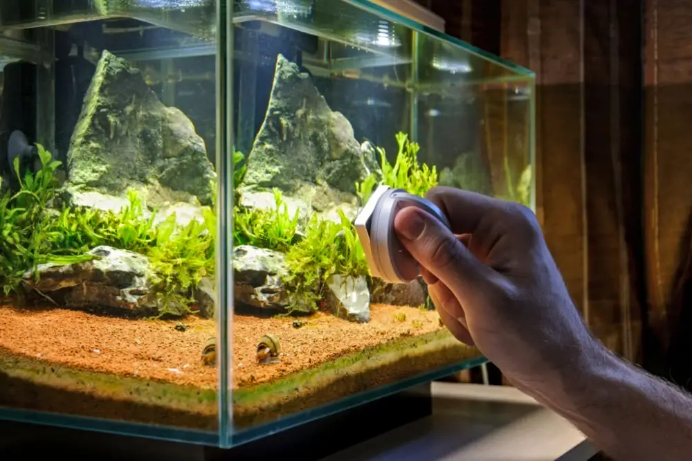 Preventing Algae in Your Fish Tank: Man scrubbing glass of home decorative aquarium