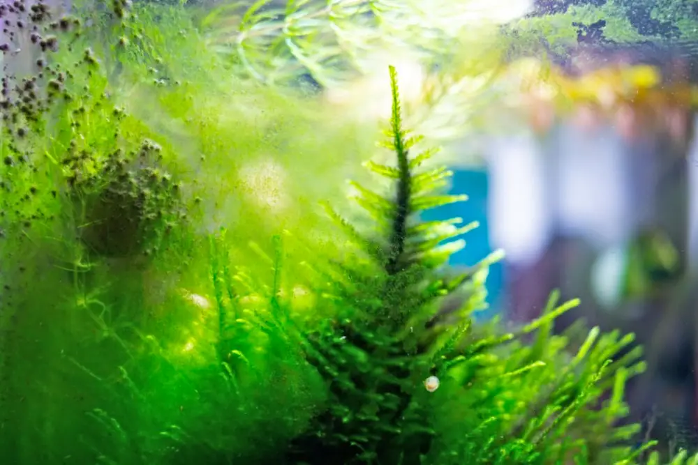 Preventing Algae in Your Fish Tank: Theodoxus snail cleans a dirty aquarium overgrown with algae, home aquarium with a compsopogon 