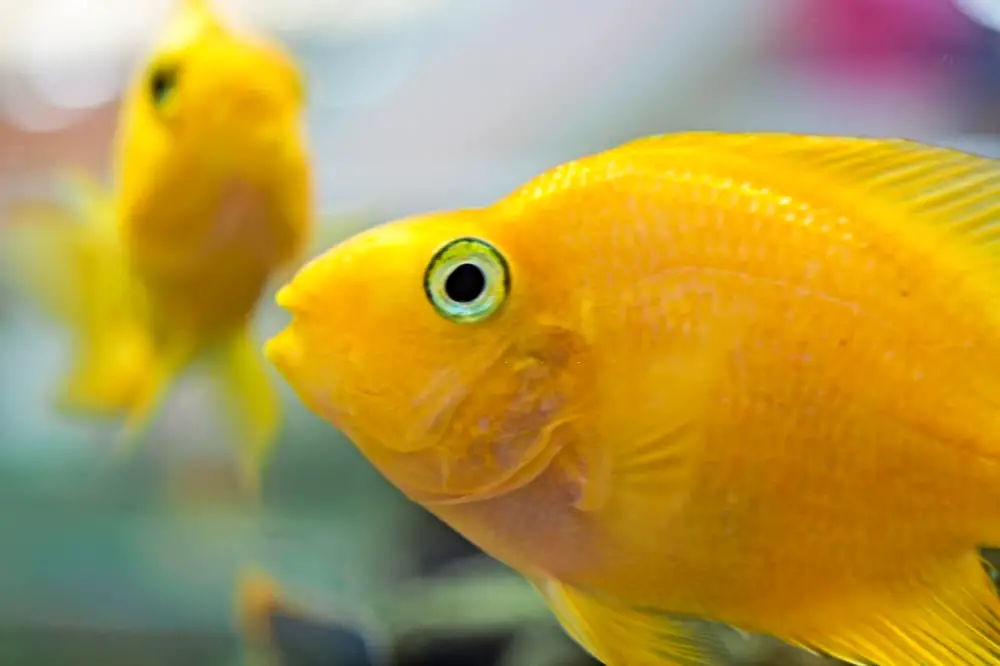 Create a Stress-Free Fish Haven: A close-up of a stressed yellow parrot fish