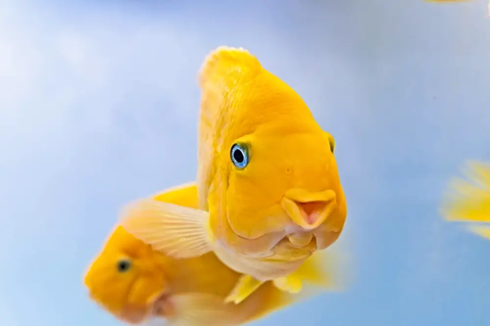 Create a Stress-Free Fish Haven: A happy smiling gold parrot fish 