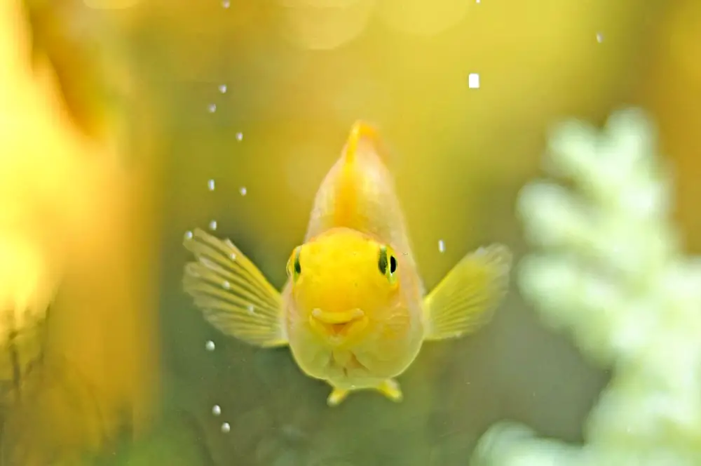 Create a Stress-Free Fish Haven: A happy smiling gold parrot fish with bubbles in an aquarium