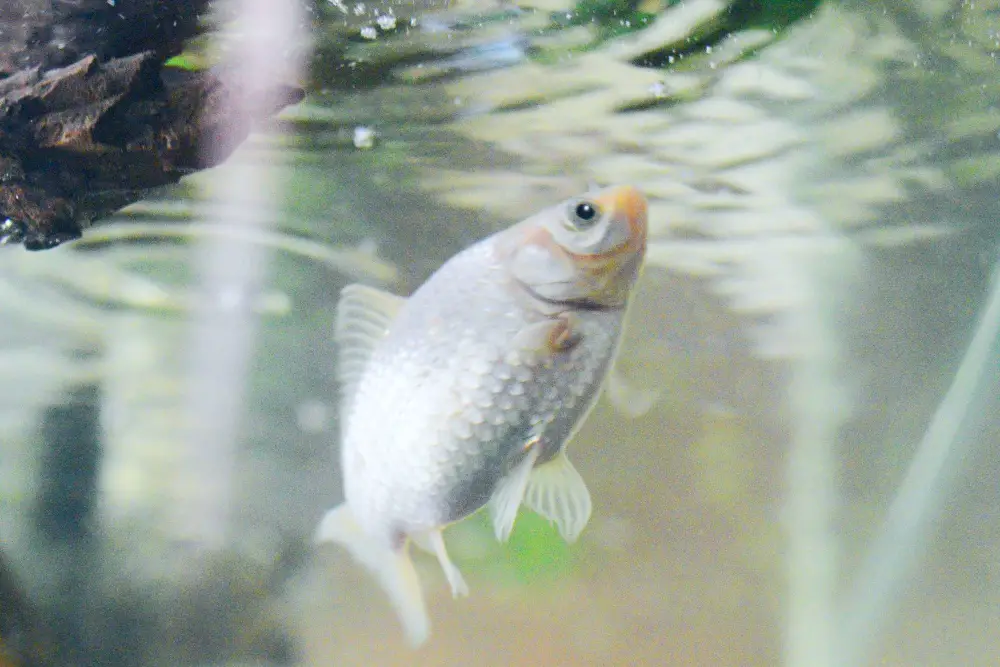 Effective Methods to Combat Cloudy Water in an Aquarium — Close-up of a white comet goldfish in an aquarium