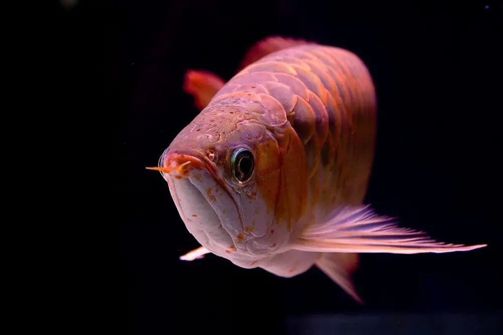All About Arowanas — The Asian Arowana also known as Dragon Fish. One of the most worthy and appreciated aquarium fish in the world.