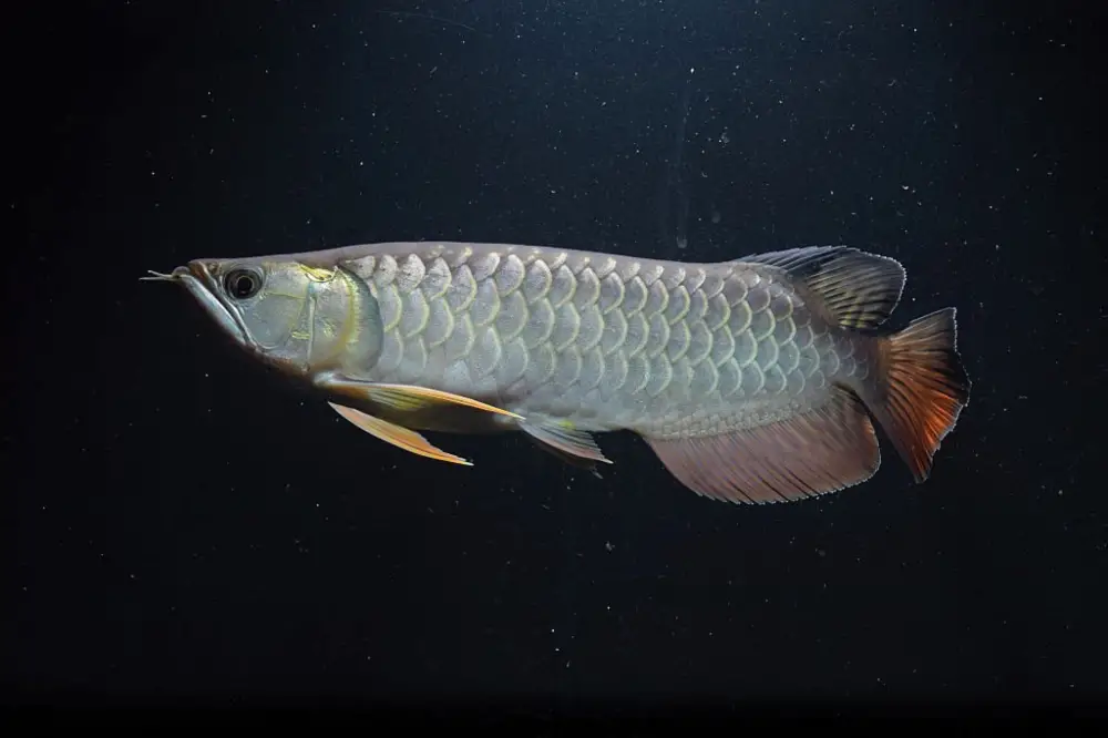 All About Arowanas — Close up of an Arowana with a black background