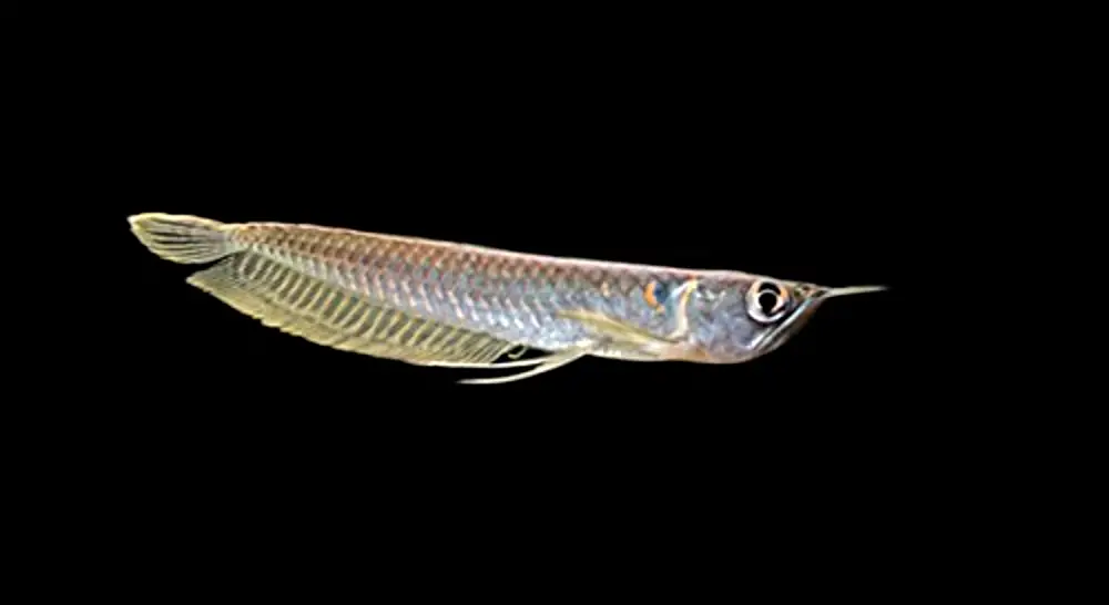 All About Arowanas — Baby Silver Arowana Osteoglossum Bicirrhosum