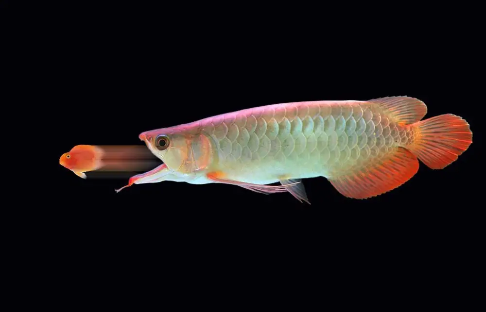 All About Arowanas — Arowana fish eats little fish