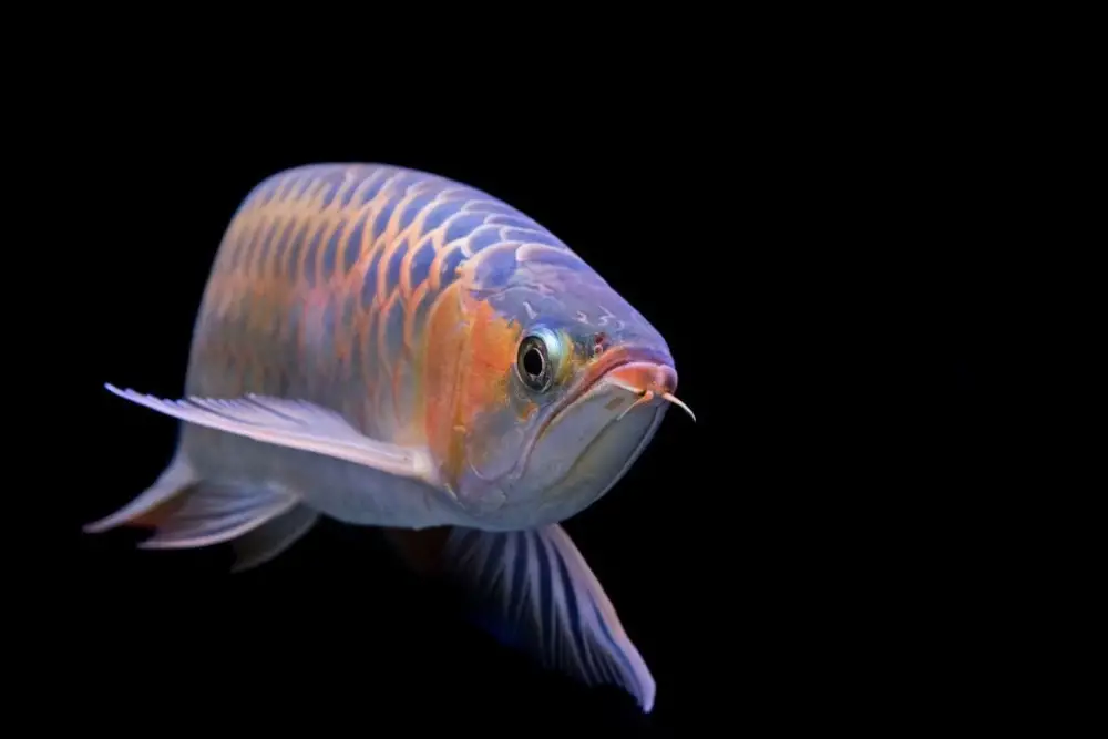 All About Arowanas — Arowana Fish looking at you with a black background