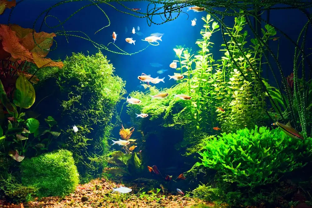 Aquarium Lighting 101 — Underwater jungle in tropical freshwater aquarium with live dense red and green plants, different fishes, and blue background in a low key