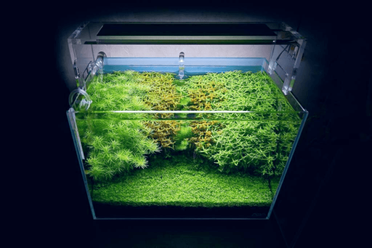View of Aquarium Lighting 101: Brightening Your Freshwater Tank