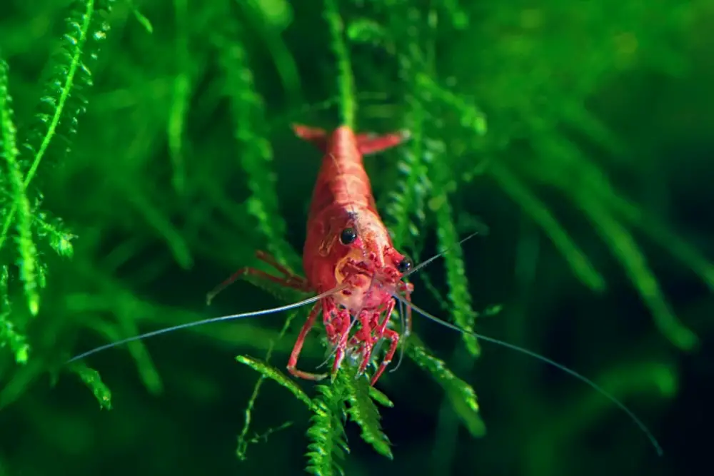 Top 3 Freshwater Invertebrates — Red Cherry Shrimp on a moss, freshwater aquarium.