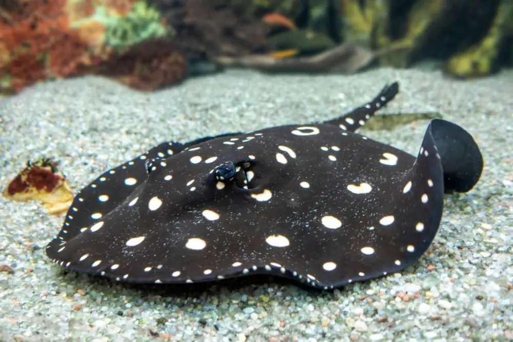 Freshwater Stingray - Complete Species Profile & Care Guide