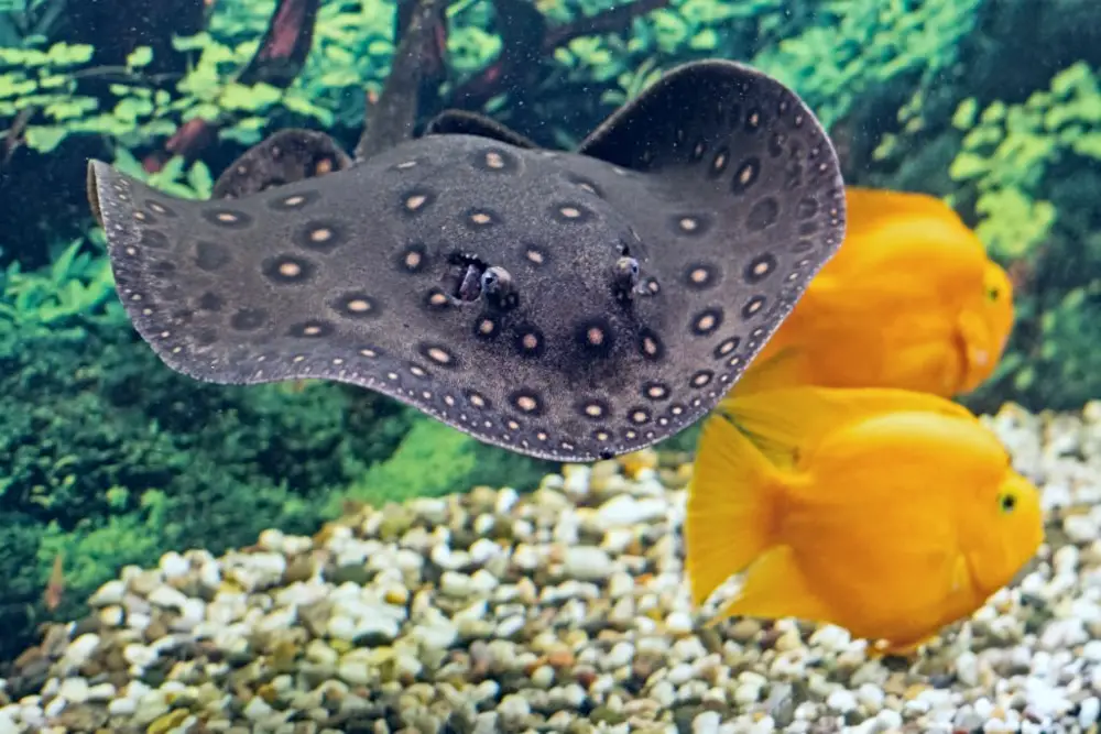 Freshwater Stingray Species Profile — Stingray motoro Potamotrygon motoro in an aquarium on a sandy bottom
