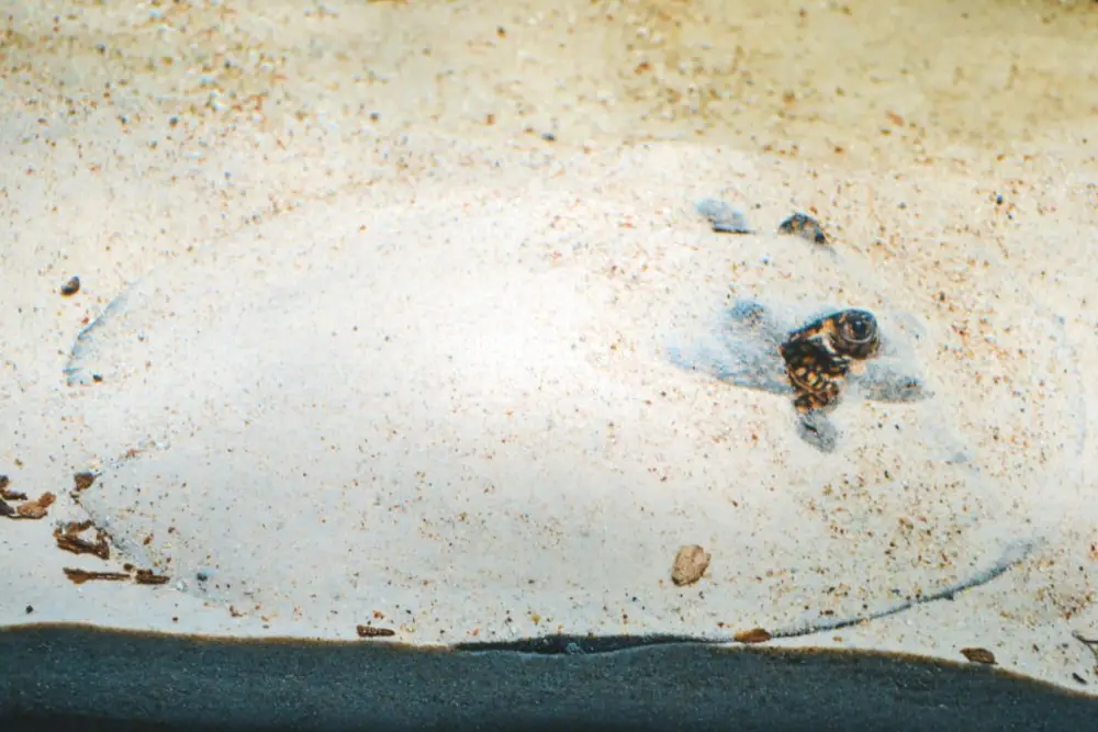 Freshwater Stingray Species Profile — Ocellate river stingray, Potamotrygon motoro fish hidden under sand 