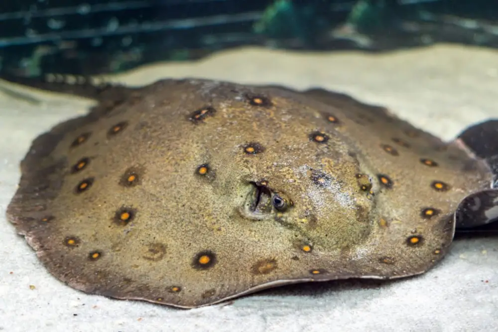 Freshwater Stingray Species Profile — Stingray motoro (Potamotrygon motoro) in an aquarium on a sandy bottom