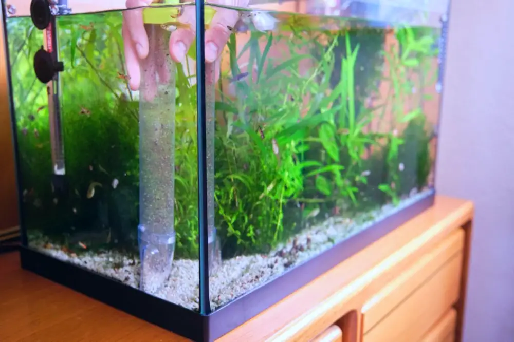 Top 3 Freshwater Invertebrates — Man hand pumping out water to clean up the substrate in his aquarium. Cleaning and tiding a fish tank. 