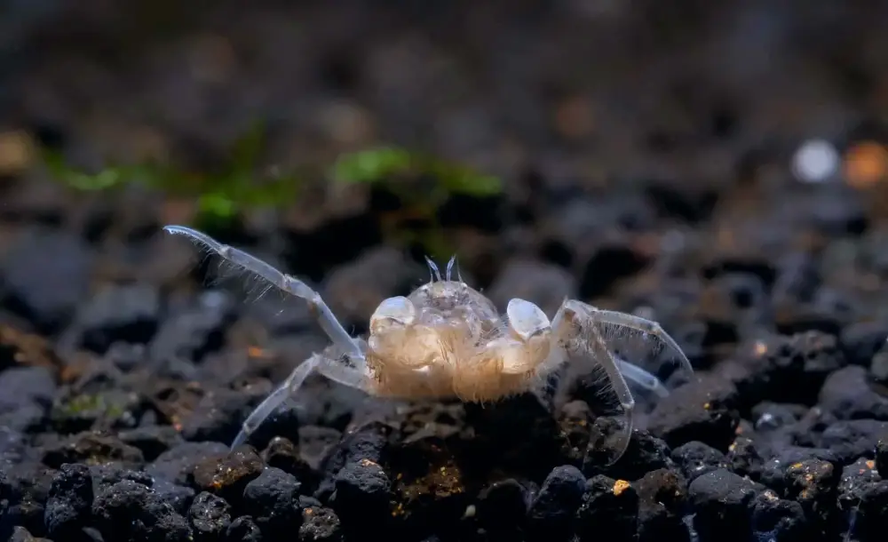 Top 3 Freshwater Invertebrates — Zoomed in photo of a Thai Micro Crab on black substrate. 