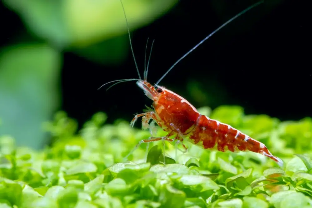 Top 3 Freshwater Invertebrates — Red galaxy dwarf shrimp stay on green leaf aquatic plant and look over in fresh water aquarium tank.