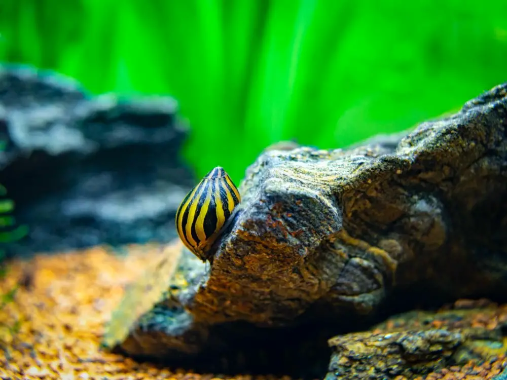 Top 3 Freshwater Invertebrates — Spotted nerite snail (Neritina natalensis) eating on a rock in a fish tank. 