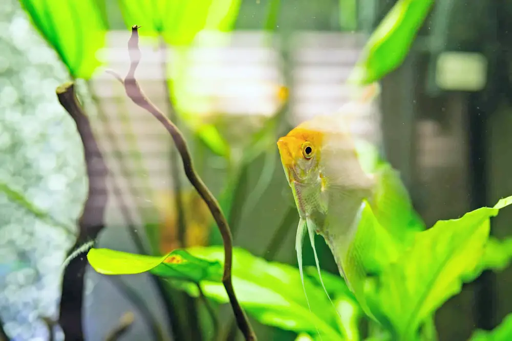 Black Beard Algae — Yellow fish in an excessively lit aquarium 