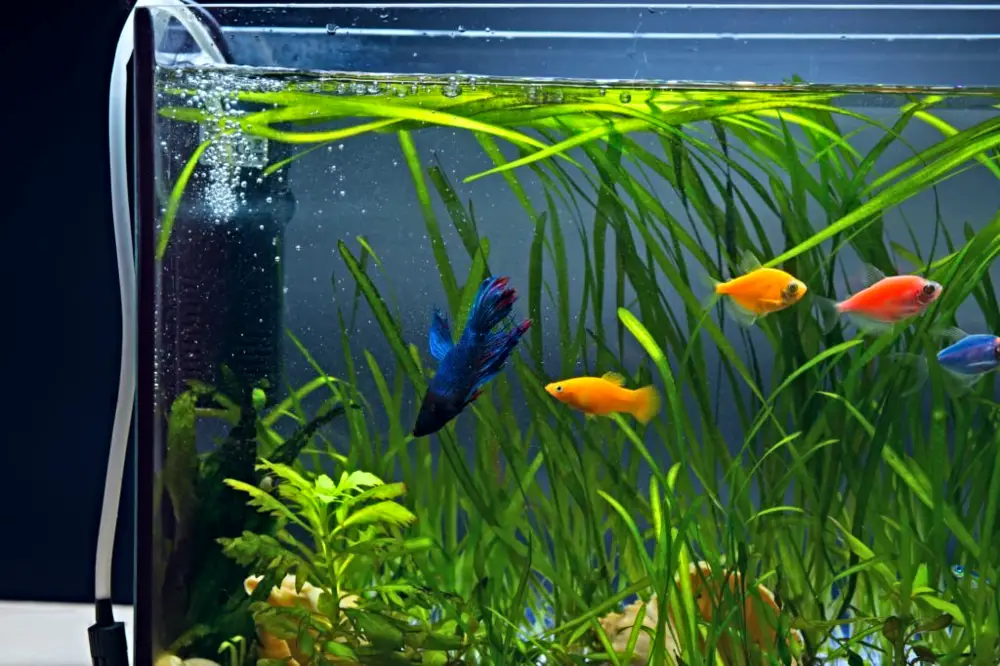 Keep Your Aquarium Thriving During Power Outages — Aeration of water in aquarium with different colored fishes and plants