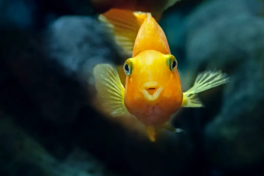 Keep Your Aquarium Thriving During Power Outages — Yellow fish looking straight at you