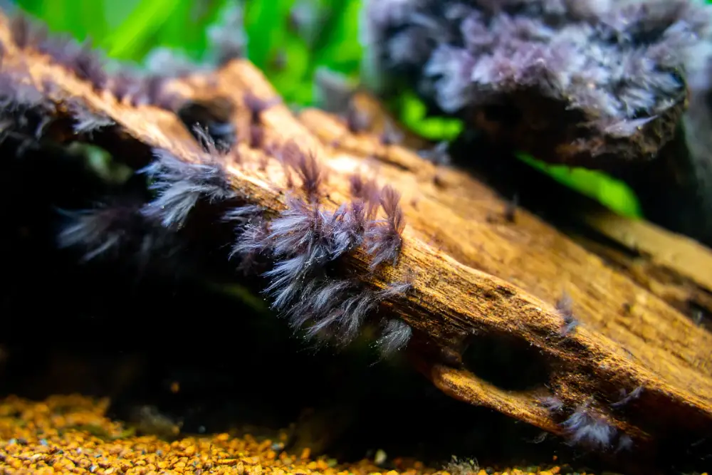 Methods to Remove Black Beard Algae — Close-up view of Black Beard Algae growing on wood in an aquarium