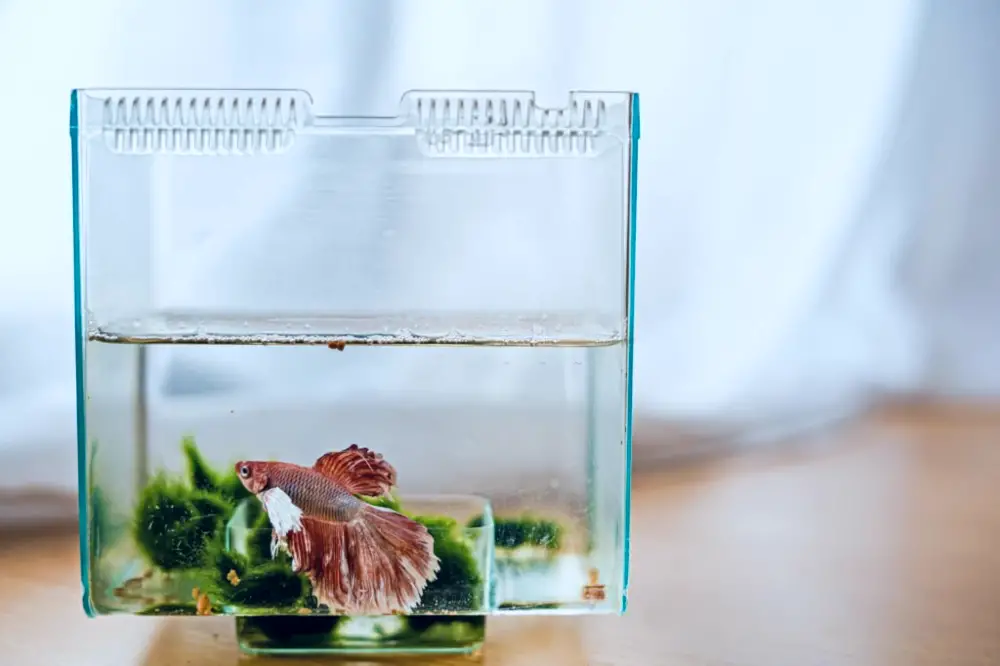 Choosing the Right Aquarium Size — Zoomed in view of a small aquarium with a red Betta fish