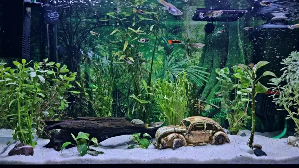 12 Benefits of Live Plants in an Aquarium (Pros and Cons)  Fish tank  plants, Freshwater aquarium plants, Betta aquarium