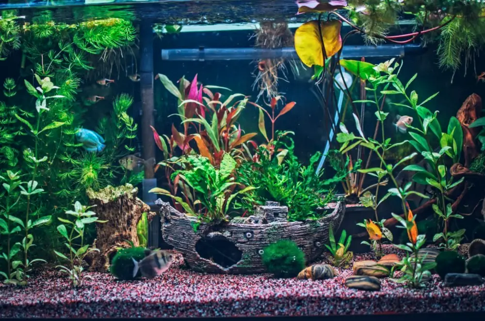 Making the Right Choice — A vibrant aquarium filled with natural and artificial decorations