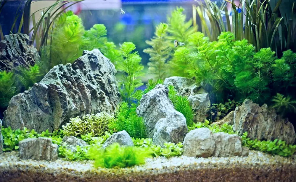 Natural Aquarium Decorations — Breathtaking aquarium with natural decorations, substrate, rocks, and plants