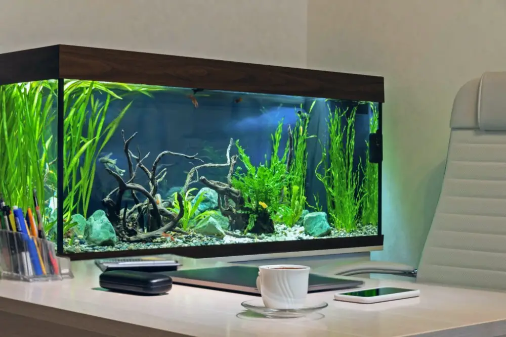 Aquarium Placement 101 — Finding the Right Spot for Your Tank