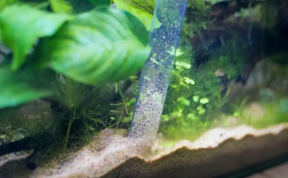 Tank Maintenance Step 2 — Siphon vacuuming white sand substrate in an aquarium 