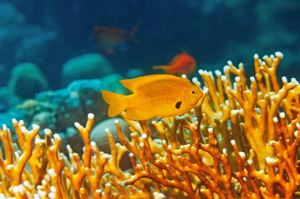 Beneficial Bacteria — Underwater sea life - coral reef. Orange Sulphur damselfish fish and Fire coral, deep in the tropical sea.