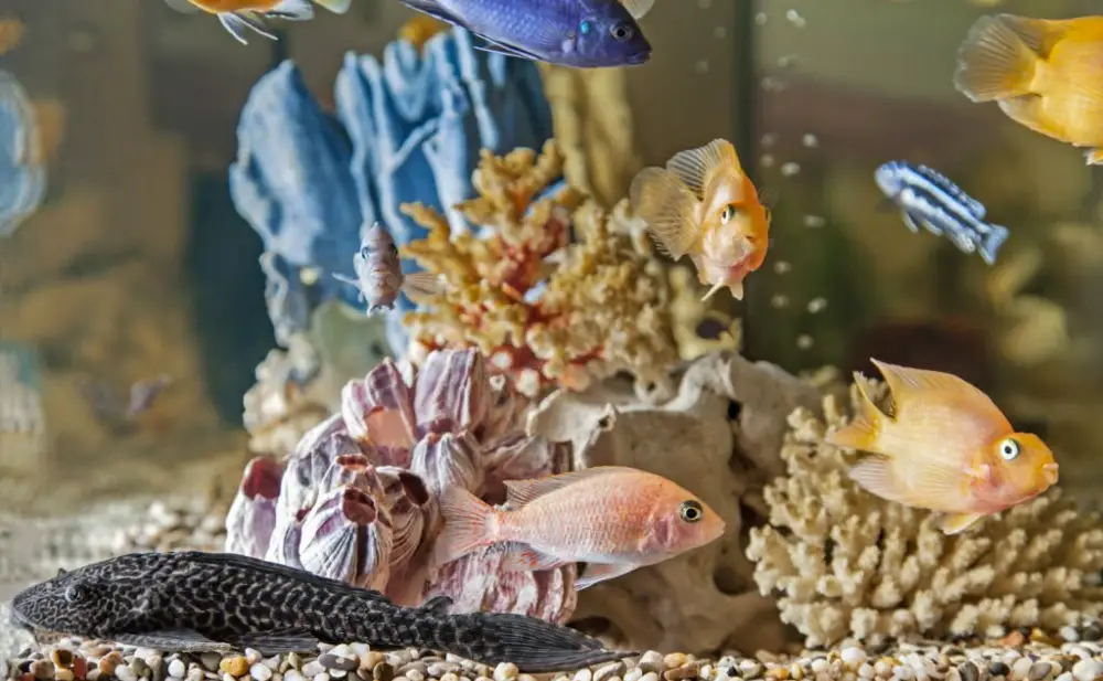 Top 10 Fishkeeping Beginner Mistakes — Home aquarium with fish Parrots, Hypostomus plecostomus and Malawi cichlids