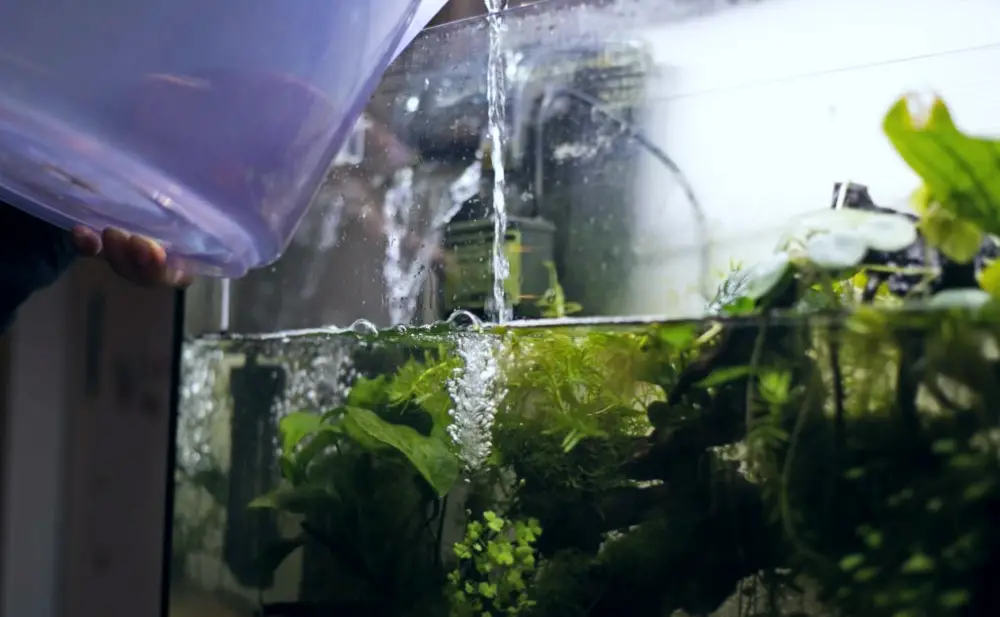 Tank Maintenance Step 4 — Man filling his fish tank using water in a bucket