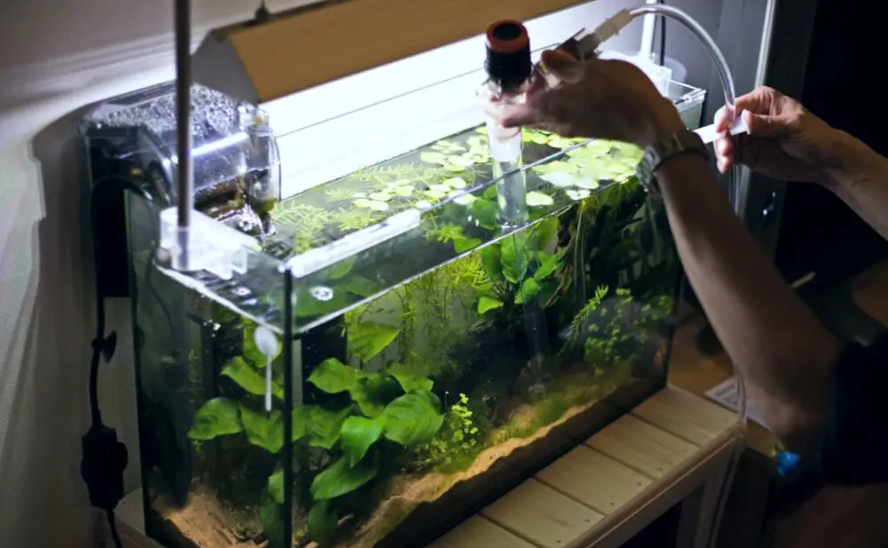 Tank Maintenance Step 3 — Man using a siphon to drain water out of his tank 