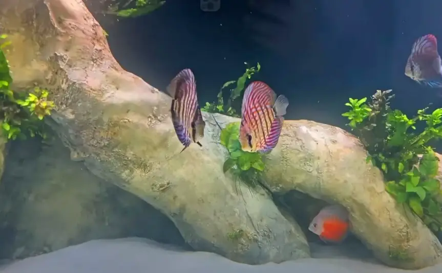 Choosing Compatible Tank Mates — Colourful freshwater discus fish in an aquarium from the FishKave