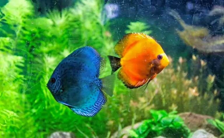10 Simple Tips for Choosing Compatible Tank Mates