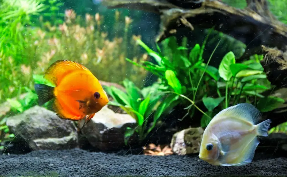 Choosing Compatible Tank Mates — Colourful ornamental freshwater discus fish (Symphysodon) in an aquarium