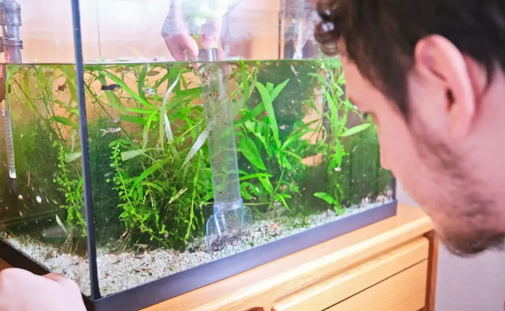 Fish Tank Maintenance — Young caucasian man pumping out water to clean up the substrate in his aquarium. Cleaning and tidying a fish tank.