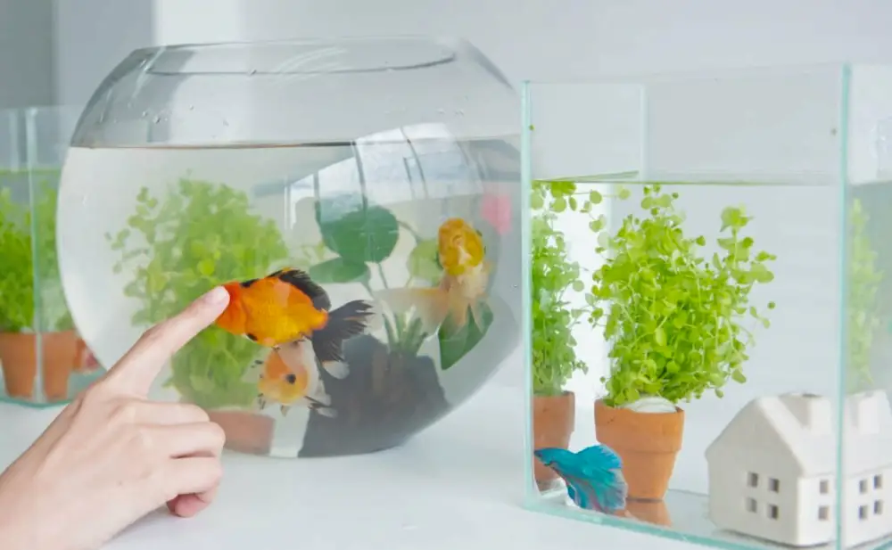 Tips for Adding New Fish — Person admiring their new fish in their aquarium. 