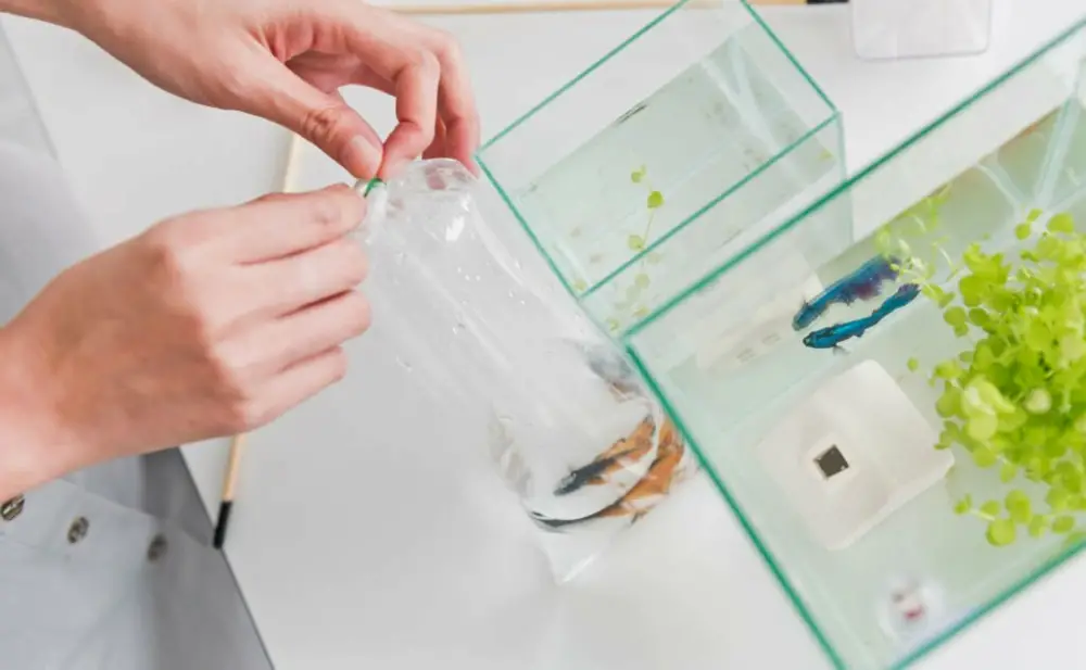 Tips for Adding New Fish — Woman opening a new fish bag and adding to a quarantine tank. 
